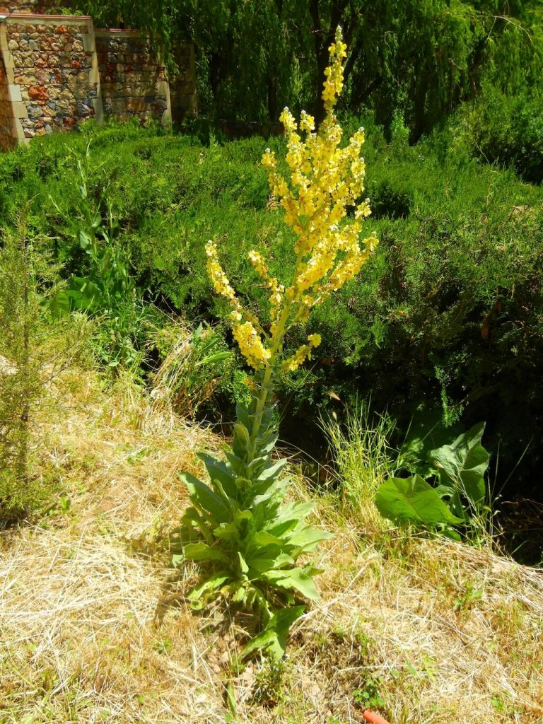 Verbascum pulverulentum