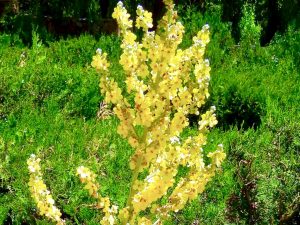 Verbascum pulverulentum