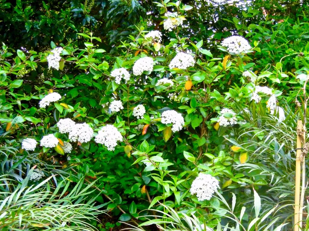 Viburnum burkwoodii-1 - Online Flower Garden Viburnum x burkwoodii