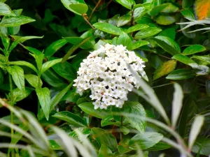 Viburnum x burkwoodii