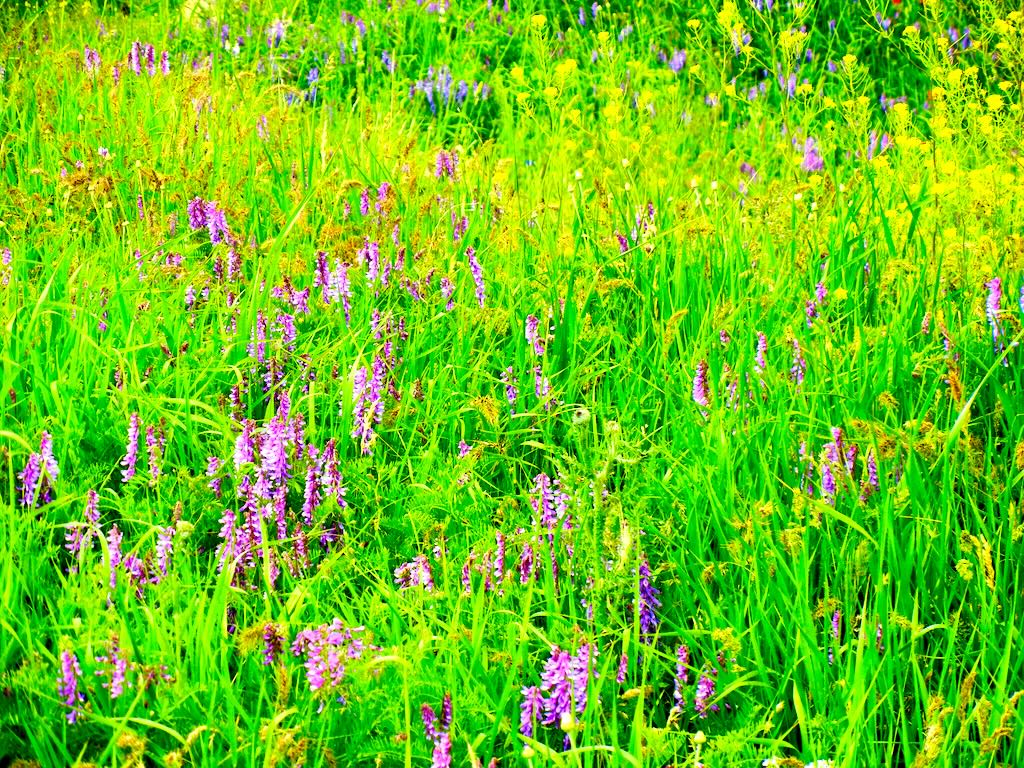 Vicia villosa-1 - Online Flower Garden Vicia villosa