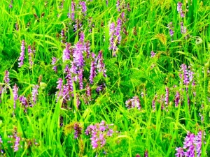 Vicia villosa