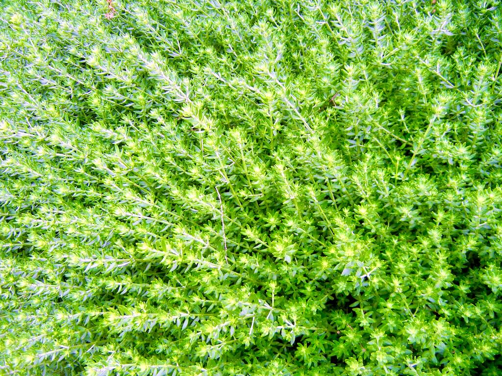 Westringia fruticosa