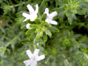 Westringia fruticosa