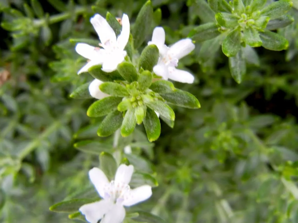 Westringia fruticosa