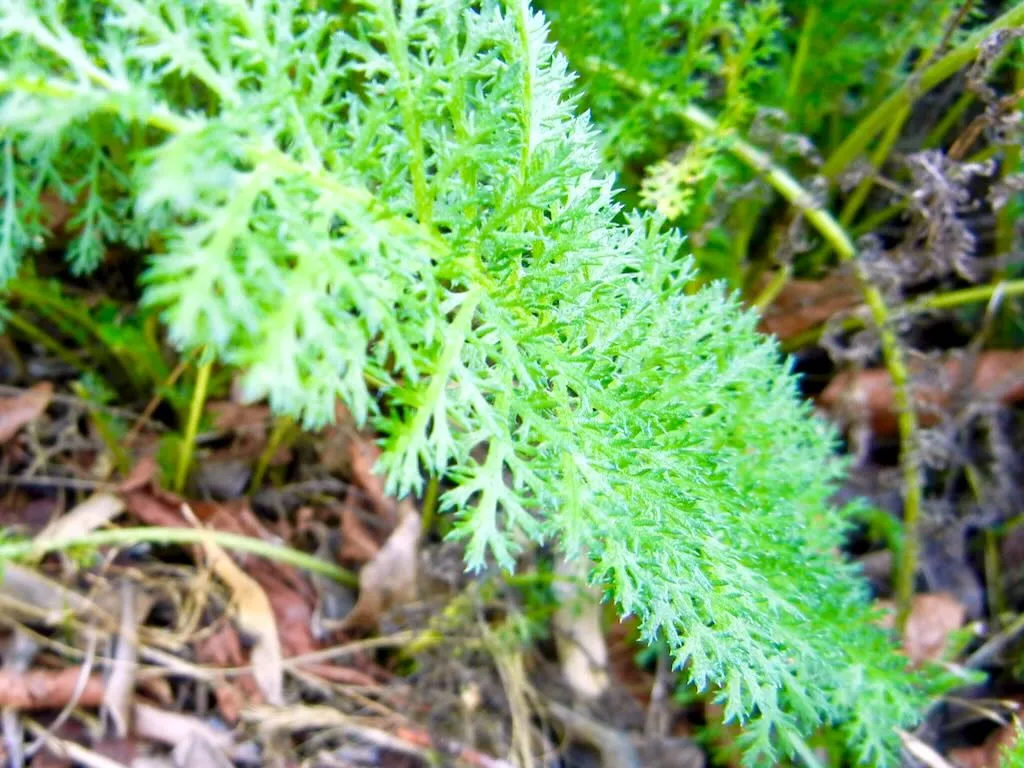 Achillea millefolium'Pink Grapefruit'
