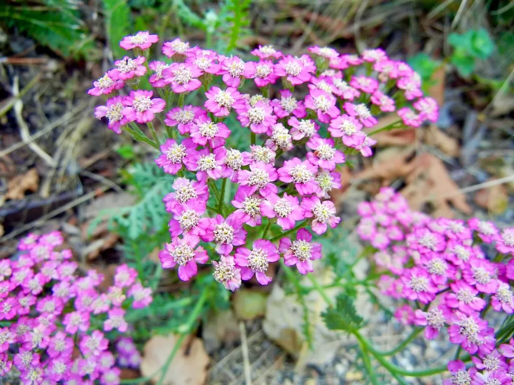 Achillea millefolium 'Pink Grapefruit'