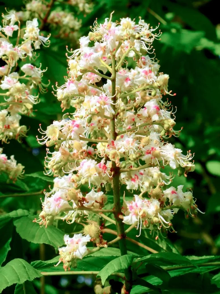 Aesculus hippocastanum-2 - Online Flower Garden Aesculus hippocastanum
