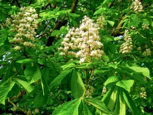 Aesculus hippocastanum
