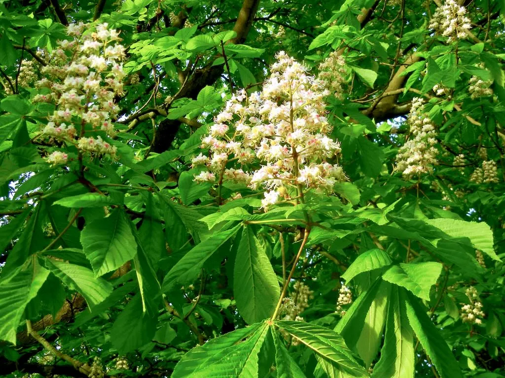 Aesculus hippocastanum - Online Flower Garden Aesculus hippocastanum