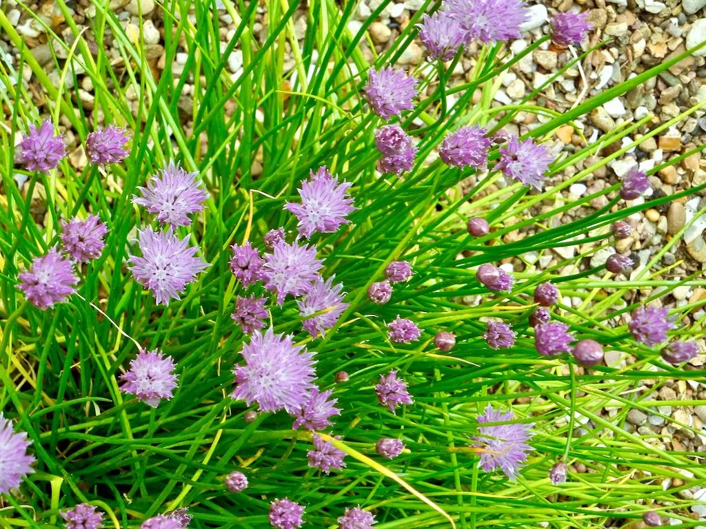 Allium schoenoprasum or Chives