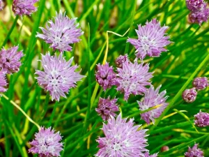 Allium schoenoprasum or Chives