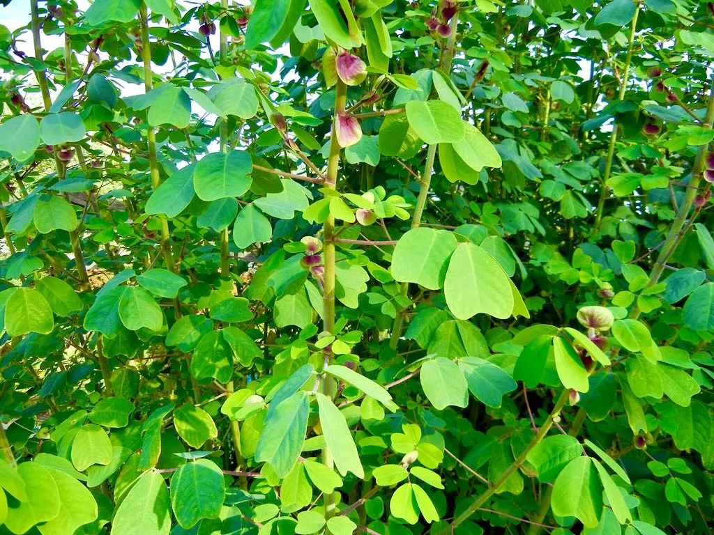 Fabaceae Amicia zygomeris