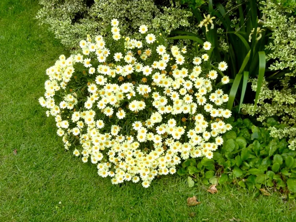 Argyranthemum frutescens Lemon-1 - Online Flower Garden Argyranthemum frutescens'Lemon' or Marguerite