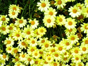 Argyranthemum frutescens 'Lemon' or Marguerite