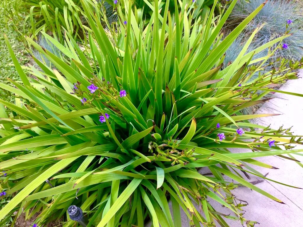Aristea Ecklonii-1 - Online Flower Garden Iridaceae Aristea Ecklonii