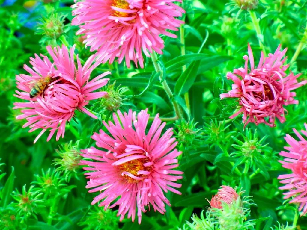 Bees explore Aster'Andenken an Alma Potschke' 