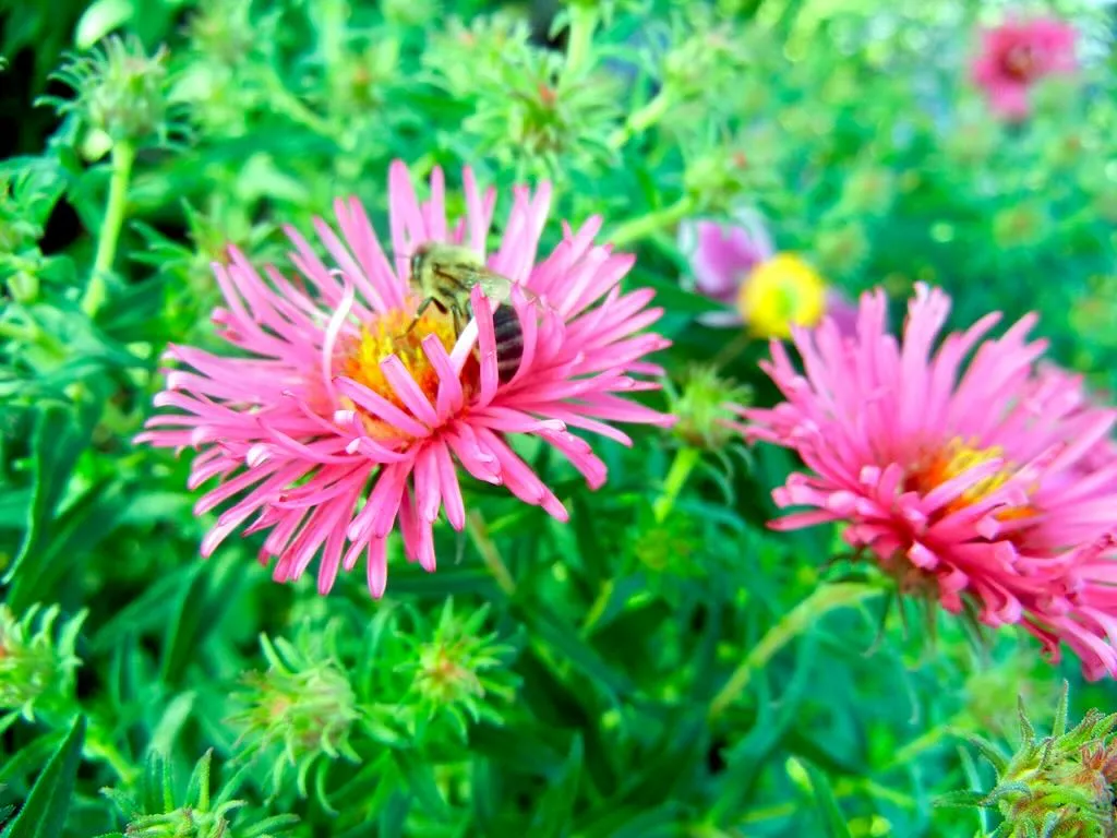 Asteraceae Aster novae-angliae'Andenken an Alma Potschke'