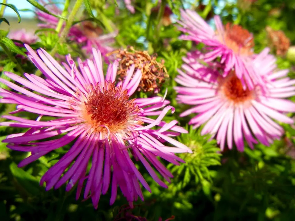 Aster novae-angliae'Barr's Pink'