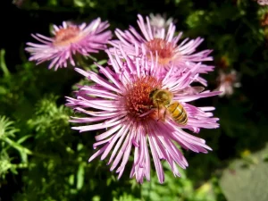 Aster novae-angliae 'Barr's Pink'