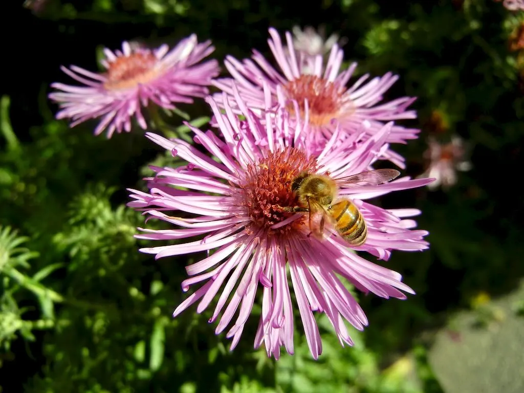 Aster novae-angliae 'Barr's Pink'