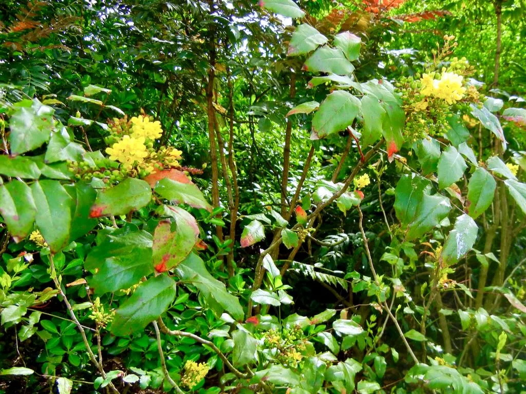 Berberis aquifolium-1 - Online Flower Garden Berberis aquifolium or Mahonia aquifolium