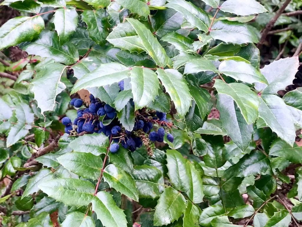 Berberis aquifolium-2 - Online Flower Garden Berberis aquifolium or Mahonia aquifolium