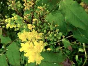 Berberis aquifolium or Mahonia aquifolium