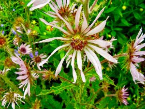 Berkheya purpurea