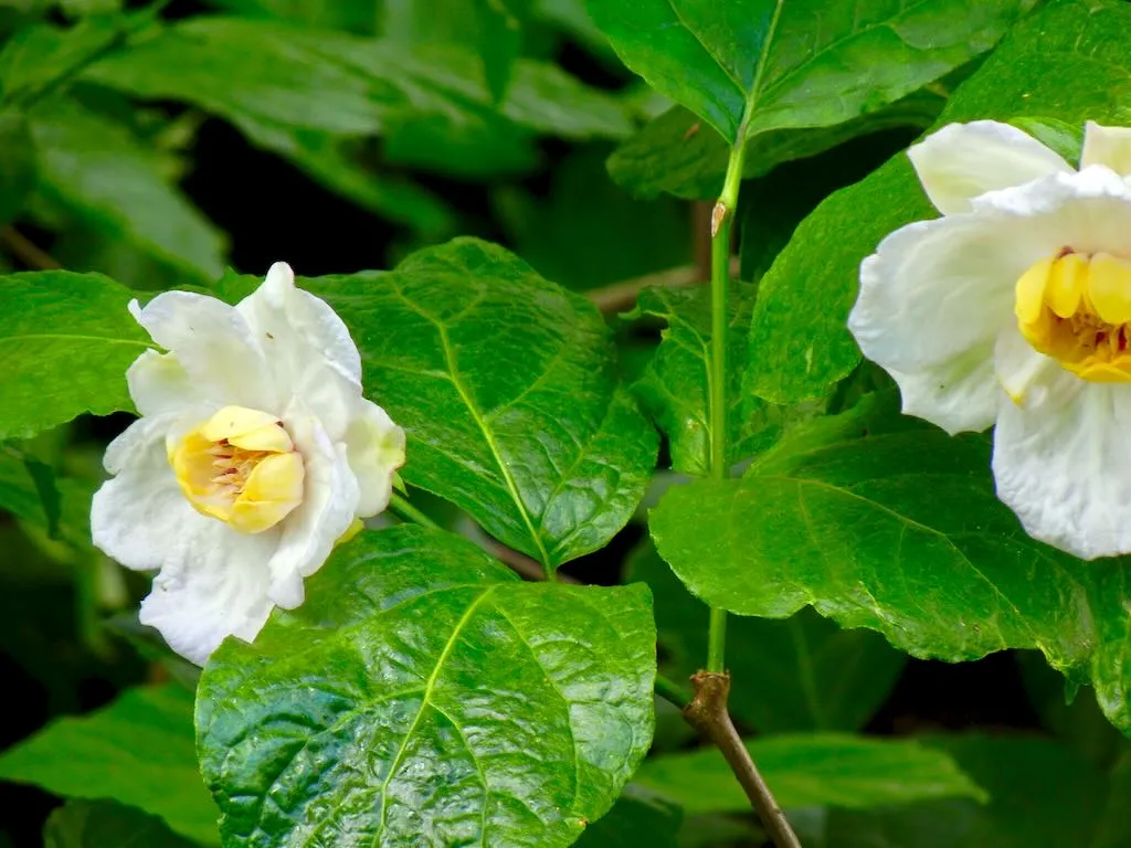 Calycanthus chinensis - Online Flower Garden Calycanthaceae Calycanthus chinensis