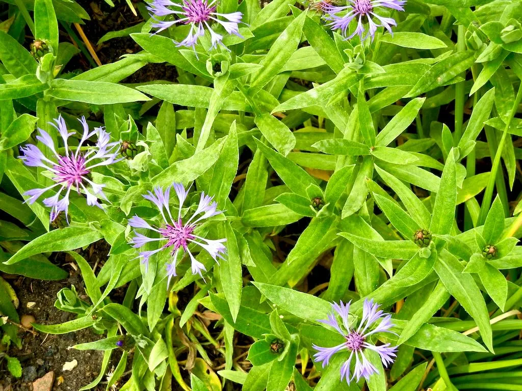 Centaurea montana