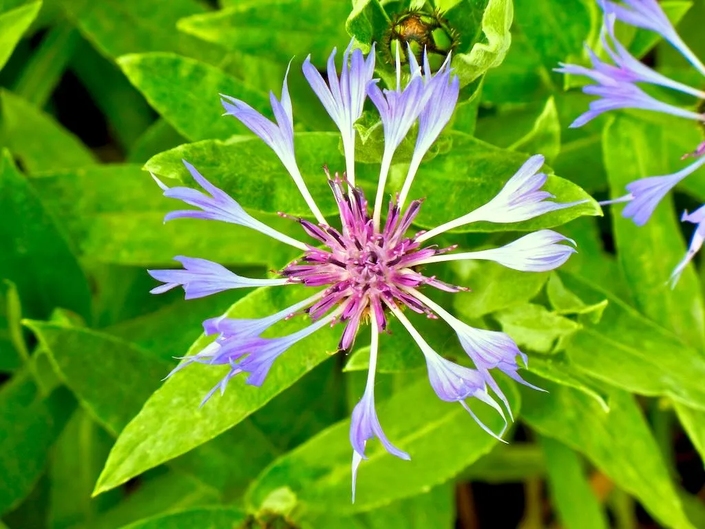 Centaurea montana