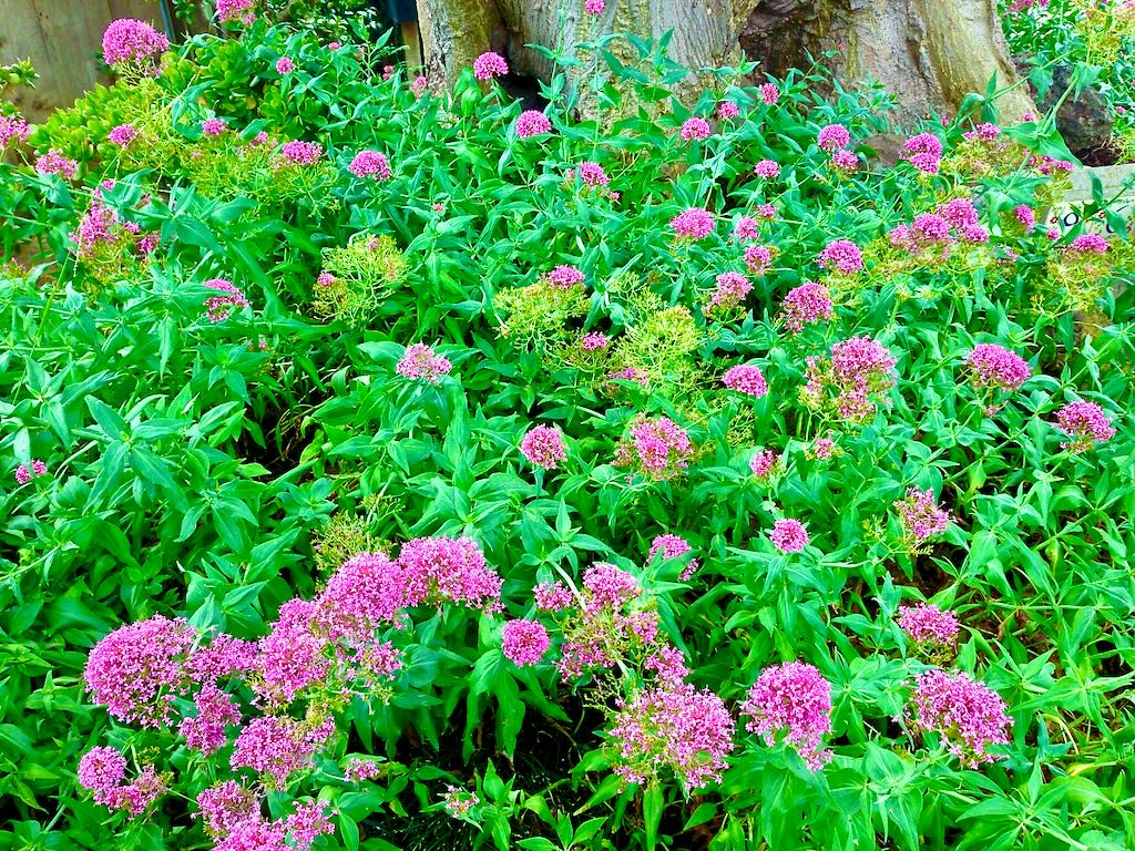Centranthus ruber