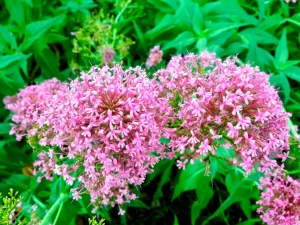 Centranthus ruber