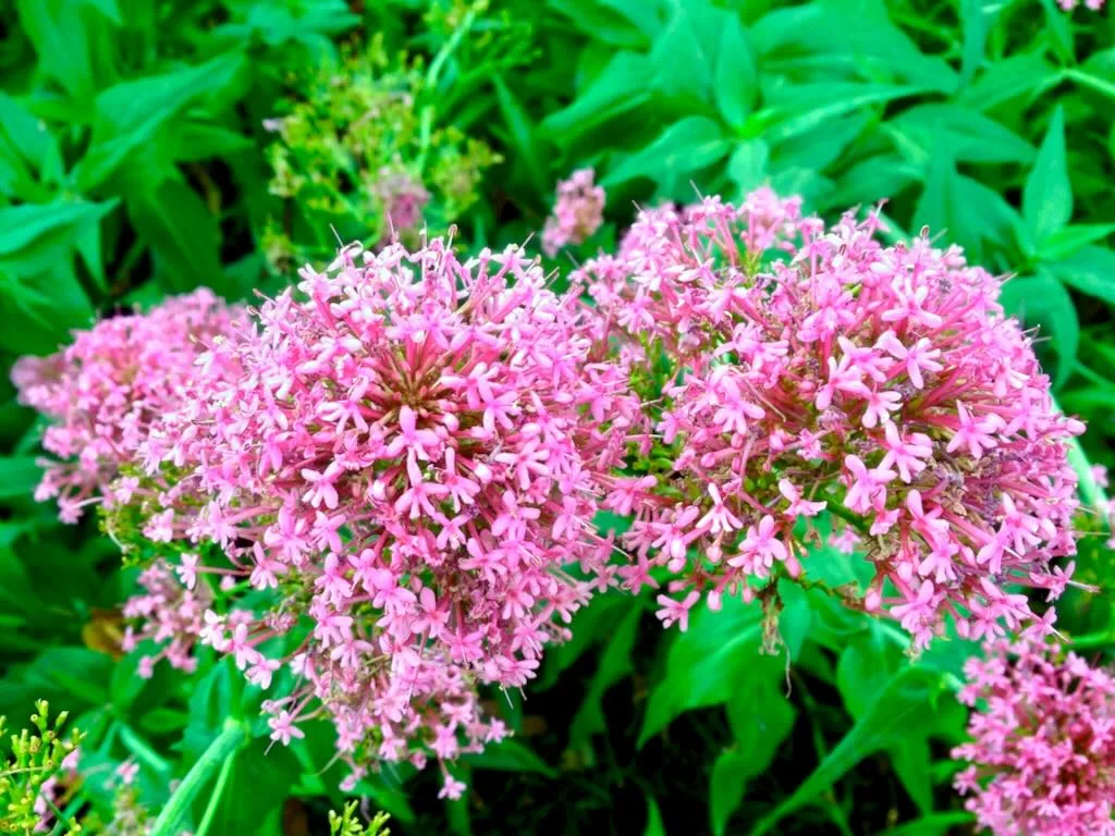Centranthus ruber