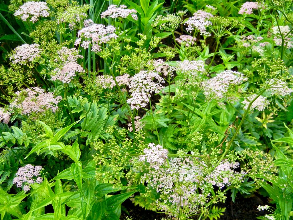 Chaerophyllum hirsutum'Roseum'