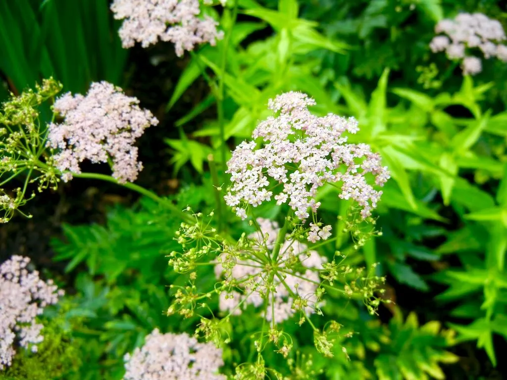Chaerophyllum hirsutum Roseum - Online Flower Garden Apiaceae Chaerophyllum hirsutum'Roseum'