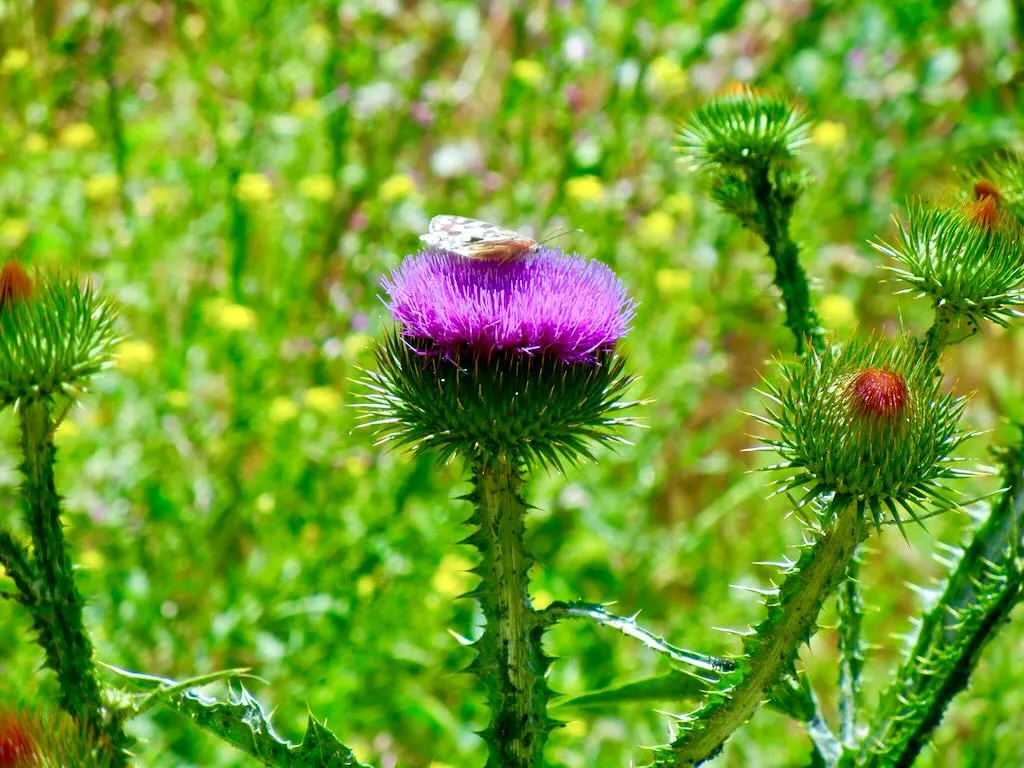 Cirsium vulgare