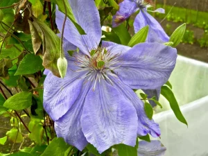 Clematis 'Mrs. Cholmondeley'