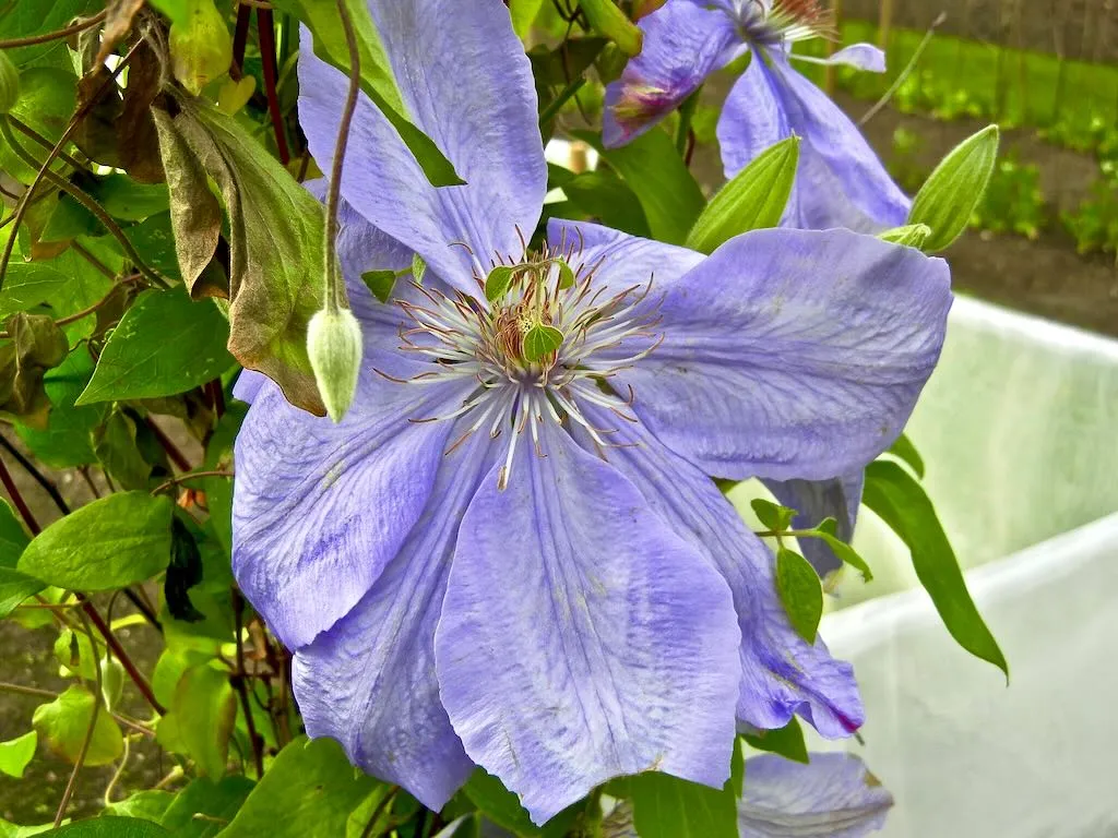 Clematis 'Mrs. Cholmondeley'