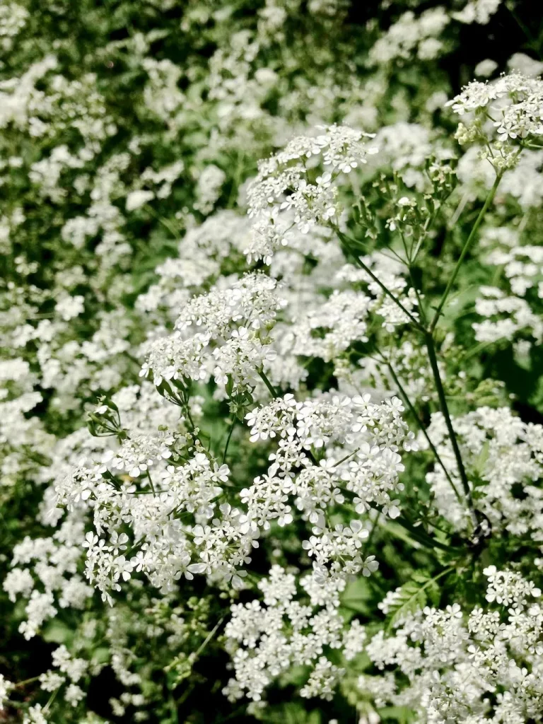 Conium maculatum or Hemlock