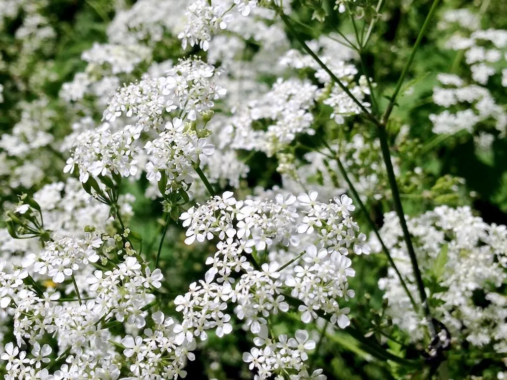 Conium maculatum or Hemlock