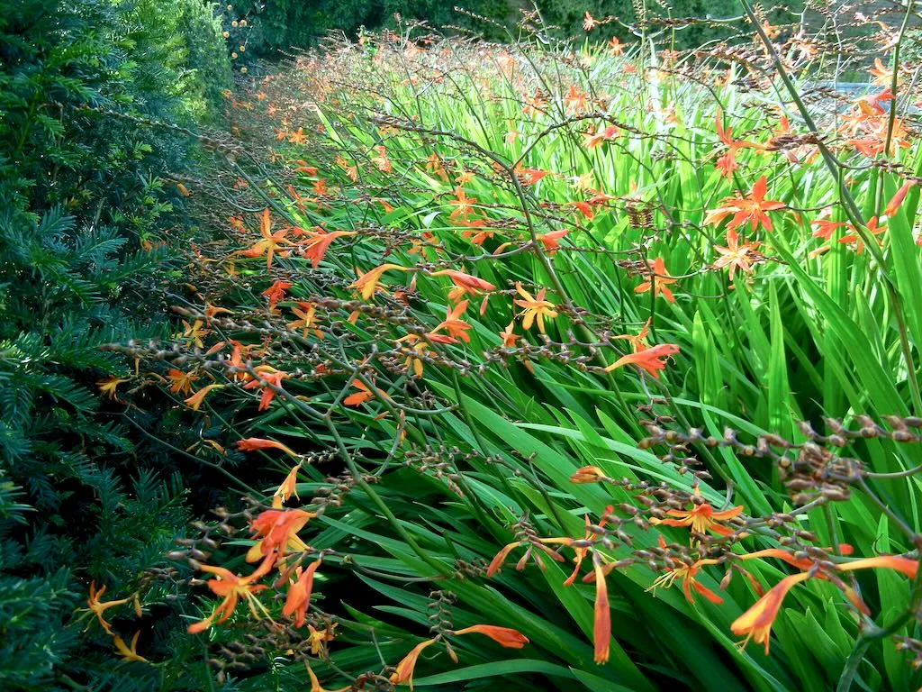 Crocosmia latifolia-1 - Online Flower Garden Crocosmia x latifolia