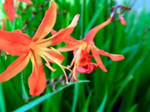 Crocosmia x latifolia