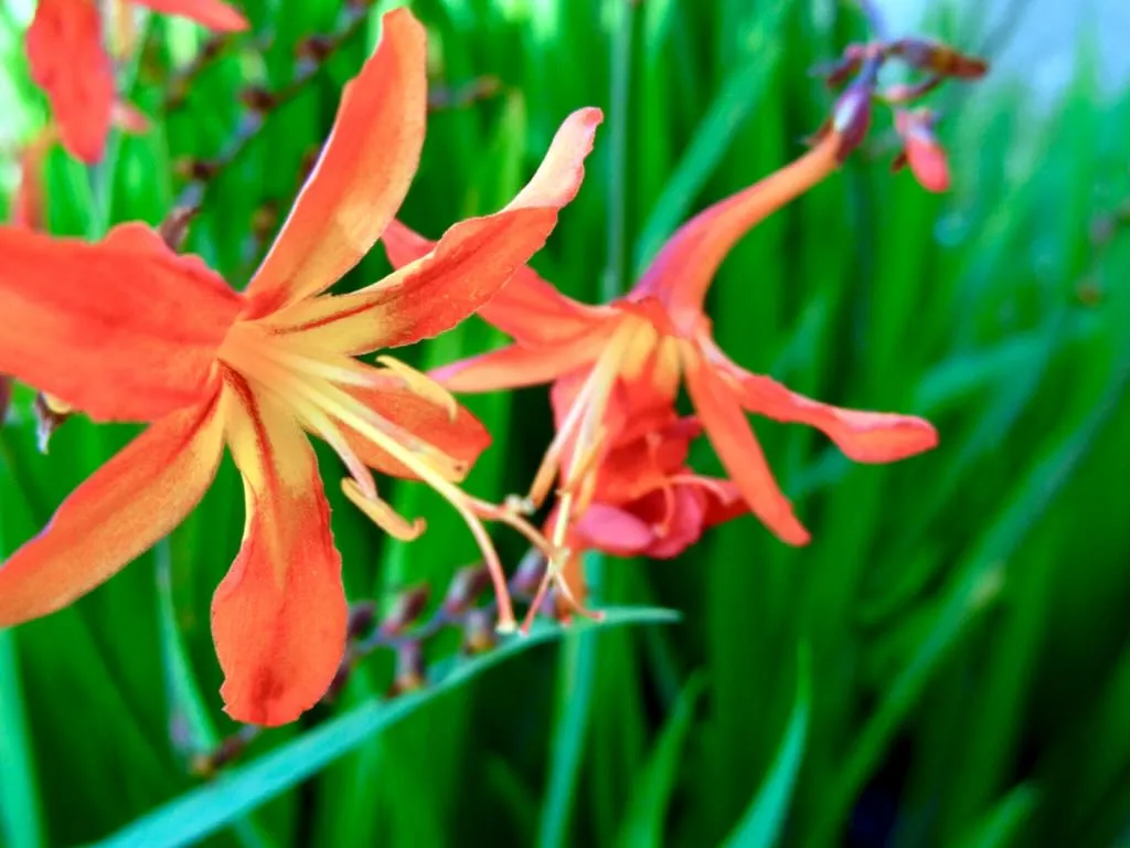 Crocosmia latifolia - Online Flower Garden Crocosmia x latifolia