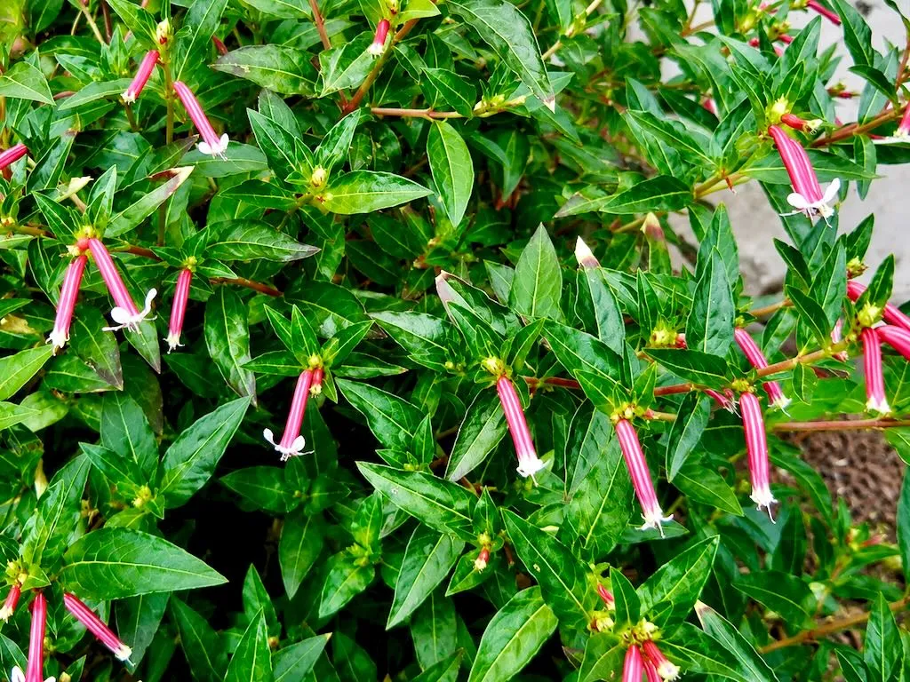 Cuphea'Starfire Pink'