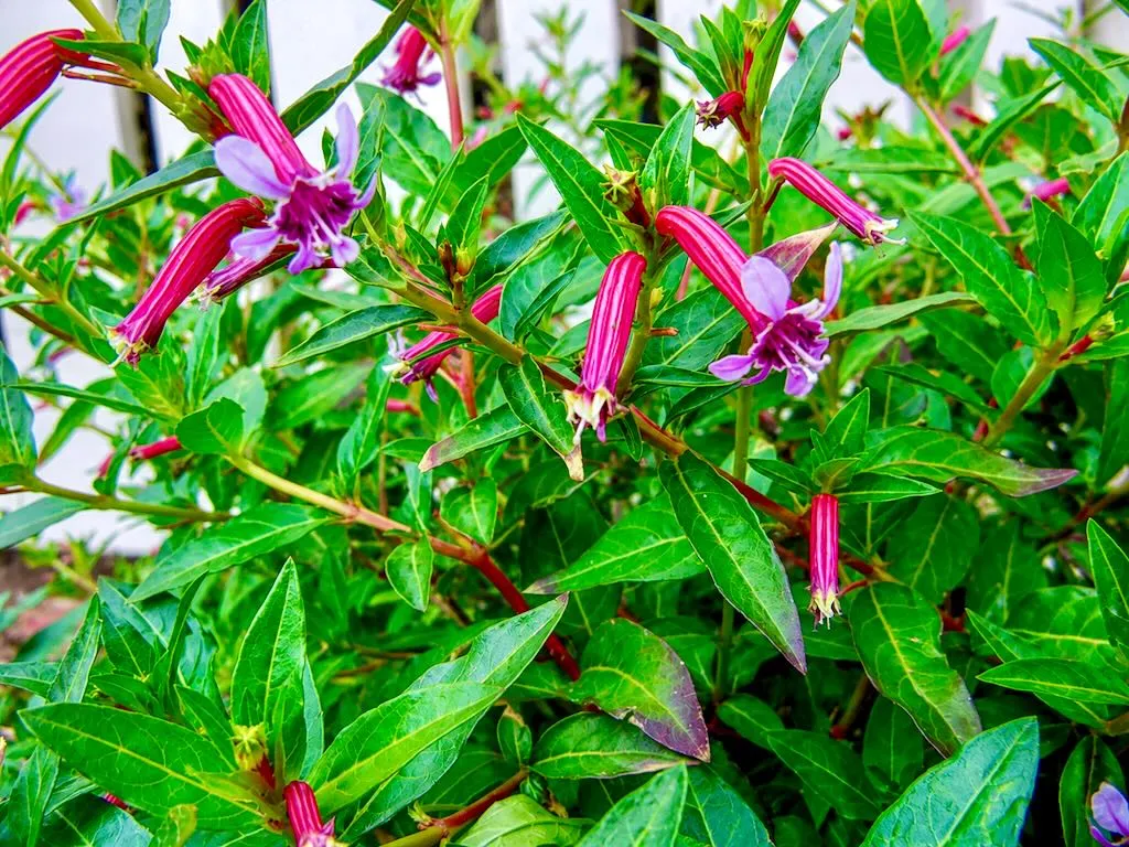 Cuphea 'Starfire Pink'