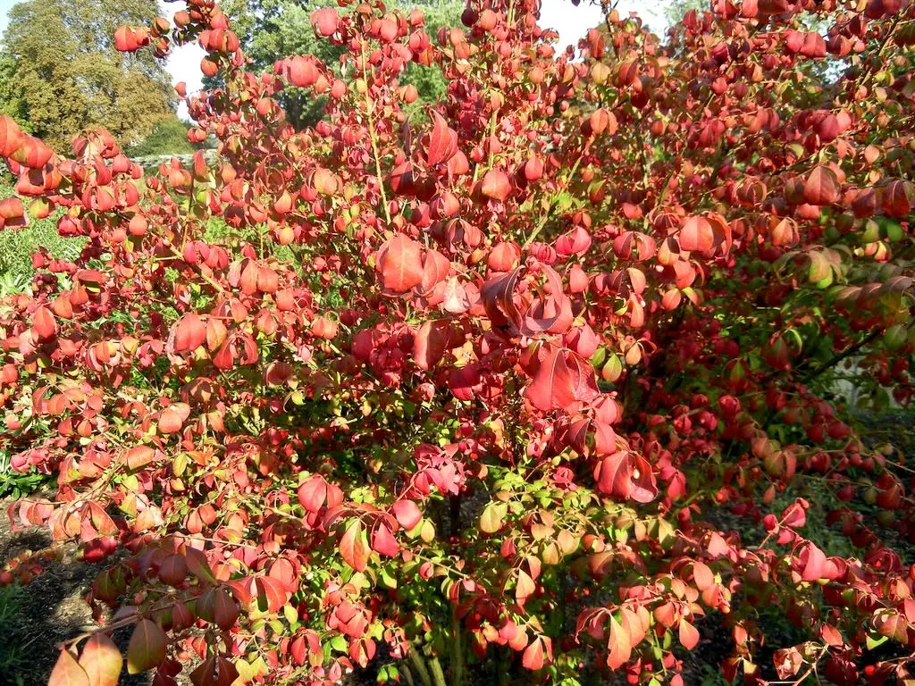 Euonymus alatus-1 - Online Flower Garden Euonymus alatus