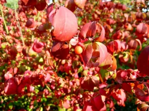 Euonymus alatus