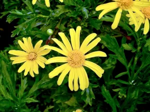 Euryops chrysanthemoides